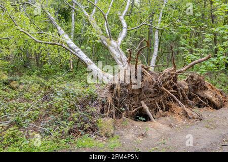 Fallen silver birch (Betula pendula) trees with exposed roots after strong spring winds at Newlands Corner, Albury, near Guildford, Surrey, UK Stock Photo