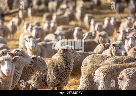 A flock of sheep feeding in a paddock in  Normanville south australia on may 3rd 2021 Stock Photo