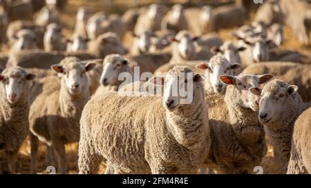 A flock of sheep feeding in a paddock in  Normanville south australia on may 3rd 2021 Stock Photo