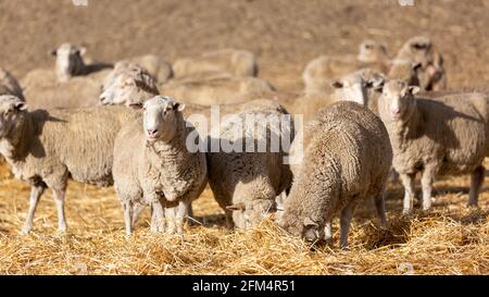 A flock of sheep feeding in a paddock in  Normanville south australia on may 3rd 2021 Stock Photo