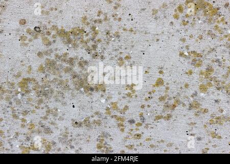 A flat rough highly textured concrete surface with yellow spots of lichen Stock Photo