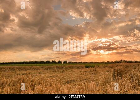 Landscape of wheat field with ears lying down after thunderstorm, at sunset with dramatic colorful cloudy sky Stock Photo