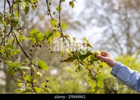 Closeup view of a person feeding fruit to a small green feathered parakeet in a tree. Aka the Ring-necked parakeet (Psittacula krameri manillensis) Stock Photo