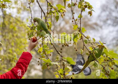 Closeup view of a person feeding fruit to a small green feathered parakeet in a tree. Aka the Ring-necked parakeet (Psittacula krameri manillensis) Stock Photo