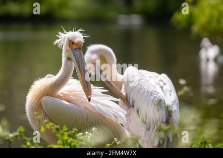 Two Great White Pelicans are seen cleaning feathers on the shore of a large lake in summer. Wildlife in natural green environment. Stock Photo
