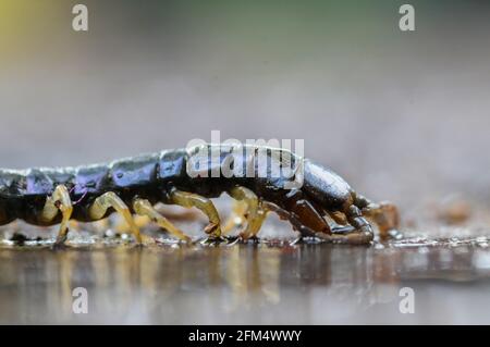 Brown Giant centipede Scolopendra subspinipes Stock Photo