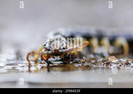 Brown Giant centipede Scolopendra subspinipes Stock Photo