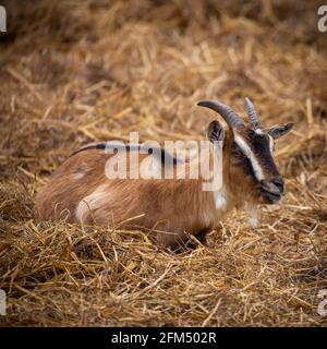 A goat lying lazily in the hay in the yard. Picture taken on a cloudy day, soft light. Stock Photo