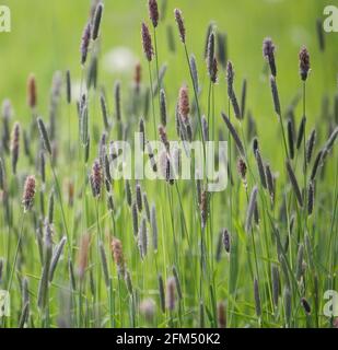 Alopecurus pratensis, also known as Meadow foxtail or Field foxtail, a grass with purple-coloured flower spikes. Square format. Stock Photo