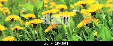 Dreamy spring field with dandelion flowers, ladybug, grass, close-up panorama. Spring floral image. Pastel golden toned. Macro with soft focus. Nature Stock Photo