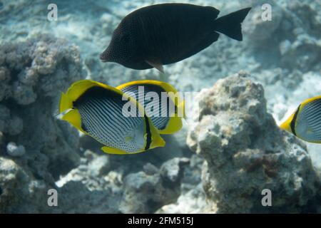 Spot-tailed butterflyfish (Chaetodon ocellicaudus) in Red Sea, Egypt. Pair of tropical striped black and yellow fish in a coral reef. Close-up, side v Stock Photo