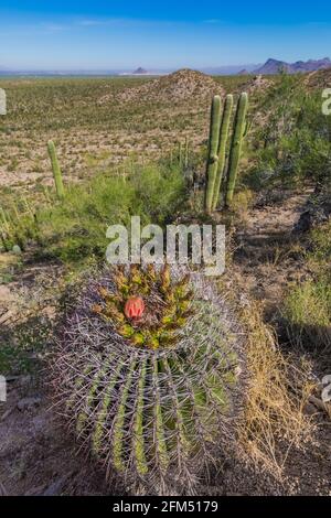 Fishhook Barrel Cactus, Ferocactus wislizeni, in Saguaro National Park, Tucson Mountain District, Arizona, USA Stock Photo