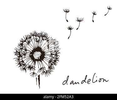 Dandelion with flying seeds, vector illustration isolated on white background Stock Vector