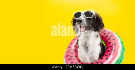 puppy border collie dog summer inside of a watermelon  inflatable wearing sunglasses looking away. Isolated on yellow background. Stock Photo