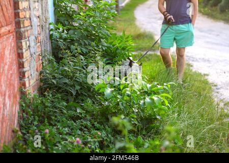 Defocus young man with his dog walking outdoor during summer day. Hound dog seating through tall thick grass or weeds at the background. Siberian Stock Photo