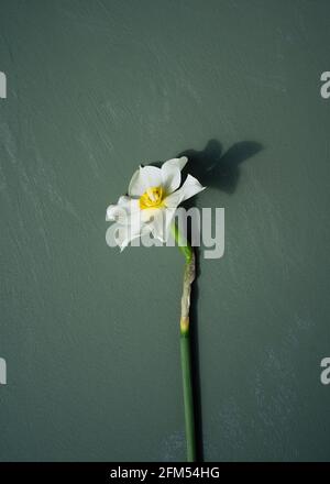 A single white daffodil stem on a painted dark green background with shadow Stock Photo