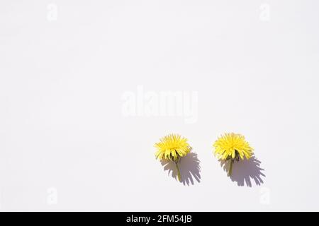 Two yellow dandelion flowers with shadows on white table. Stock Photo
