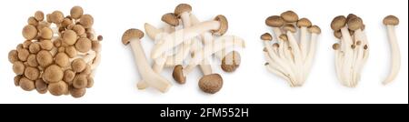 Brown beech mushrooms or Shimeji mushroom isolated on white background. Set or collection. Stock Photo