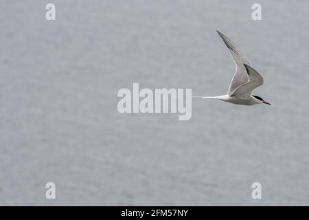 ULSTEINVIK, NORWAY - 2020 MAY 21. Adult common tern in flight on sea background Stock Photo
