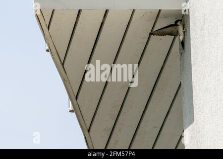 ULSTEINVIK, NORWAY - 2020 MAY 22. Barn Swallow making nest on the wall Stock Photo