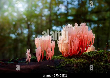 Coral mushroom on a tree stump overgrown with moss in the forest Stock Photo