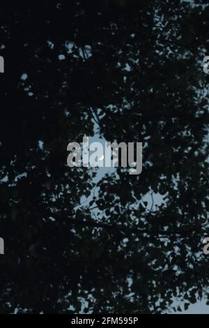 Vertical shot of the waxing crescent moon seen through the tree leaves in the nighttime Stock Photo