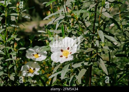 Close up of a wild brown eyed rockrose Stock Photo