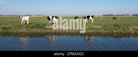 black and white spotted holstein calves in green grassy meadow under blue sky in holland Stock Photo