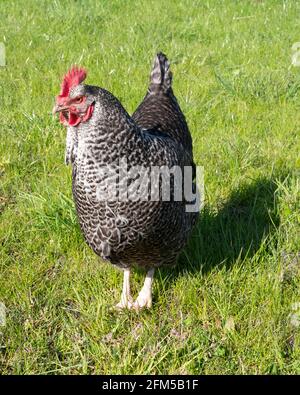 plymouth Rock chicken in grass of meadow Stock Photo