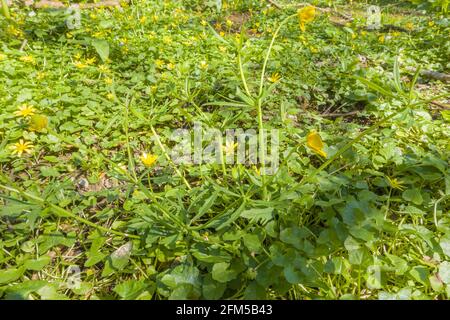 Goldilocks Buttercup (Ranunculus auricomus) also known as the Greenland buttercup, growing on a nature reserve in the Herefordshire UK countryside. Ma Stock Photo