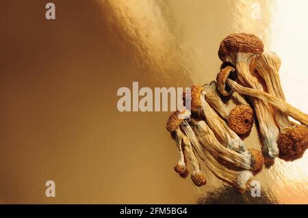 Psilocybin mushrooms on shiny surface. Psychedelic magic mushroom Golden Teacher. Medical usage. Microdosing concept. Stock Photo