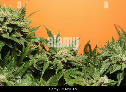 Blooming cannabis bush. Fresh plant isolated on orange background. Green marijuana leaves. Hemp recreation, validation concept. Stock Photo