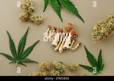 Psychedelic trip, CBD recreation. Micro-dosing concept. Dried psilocybe mushrooms, cannabis buds, marijuana leaves on ivory background. Stock Photo