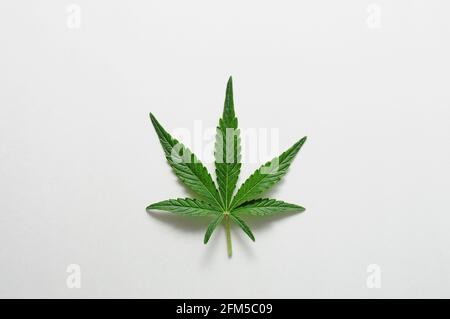 Beautiful cannabis leaf isolated on white background. Fresh marijuana plant close-up, top view, flat lay. Stock Photo