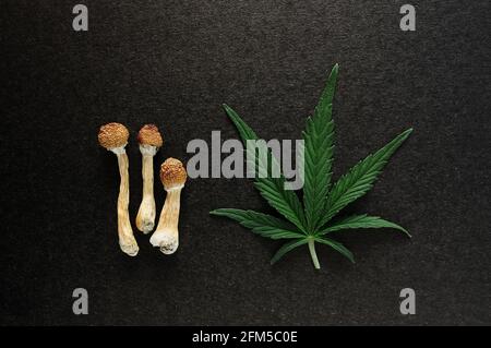 Dried psilocybe cubensis psilocybin mushrooms and cannabis leaf on black background, flat lay. Psychedelic trip. Natural herbal therapy. Stock Photo