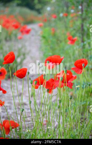 red poppys in summer, macro photography, summer flowers Stock Photo