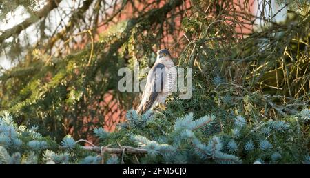 Eurasian sparrowhawk (accipiter nisus) perched in a conifer tree in a UK garden. Sparrow hawk wildlife habitat, British birds of prey