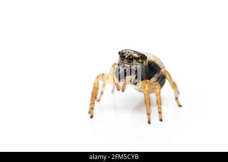 Image of bleeker's jumping spider (Euryattus bleekeri) on white background. Insect. Animal Stock Photo