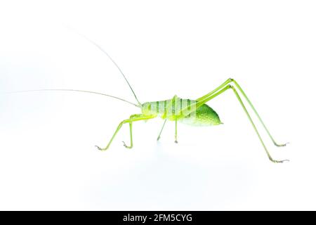 Image of green bush-cricket long horned grasshopper on white background. From side view. Insect. Animal Stock Photo