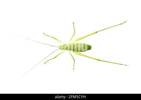 Image of green bush-cricket long horned grasshopper on white background. From top view. Insect. Animal Stock Photo