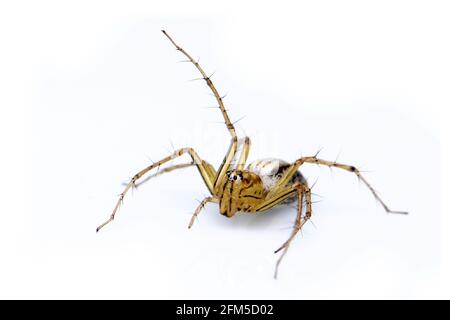 Image of lynx spider (hamadruas sp.) on white background. Insect. Animal Stock Photo