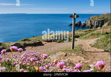 Thrift (Sea Pinks) on the Pembrokeshire Coast Path near St David's (overlooking Skomer Island), Pembrokeshire, Wales Stock Photo