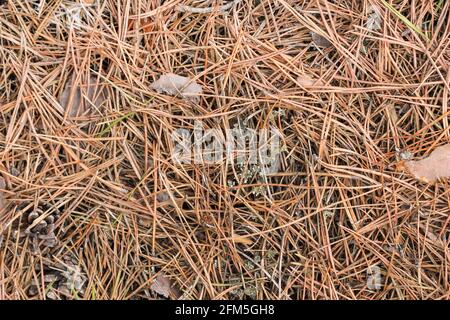 Old dry last year pine needles on the ground as background Stock Photo