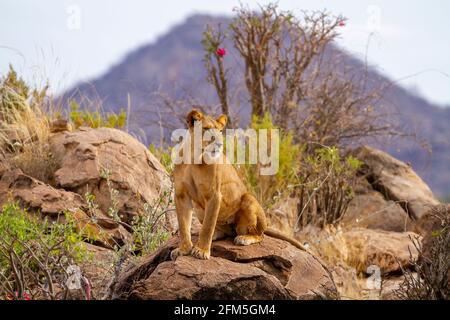 Lion lioness 'Panthera leo' sits on rocky outcrop in Samburu National Park, Kenya, Africa. Big cat spotted on African safari vacation. Front animal Stock Photo