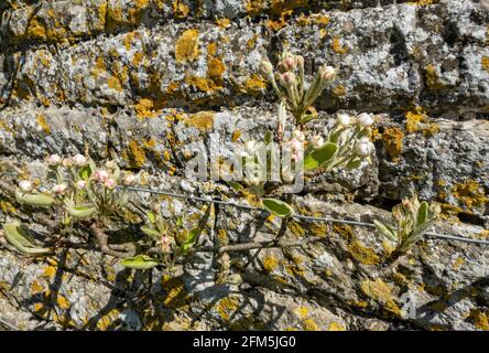 Close up of buds of pear fruit tree Black Worcester flowering flowers growing against a wall in spring England UK United Kingdom GB Great Britain Stock Photo