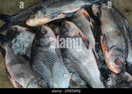 Closeup shot of Galilean tilapia on a weighing scale in the market Stock  Photo - Alamy