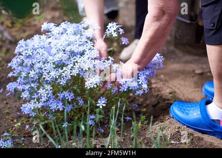 Woman shoveling blue phlox seedlings for planting Stock Photo