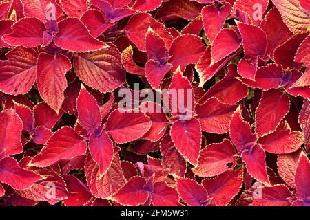 Painted nettle (Coleus blumei). The species was first introduced into Europe from Java by a Dutch horticulturalist. Stock Photo