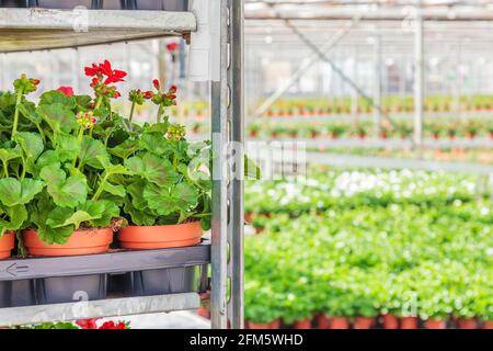 Crates with Dutch geranium plants in a greenhouse ready for export Stock Photo