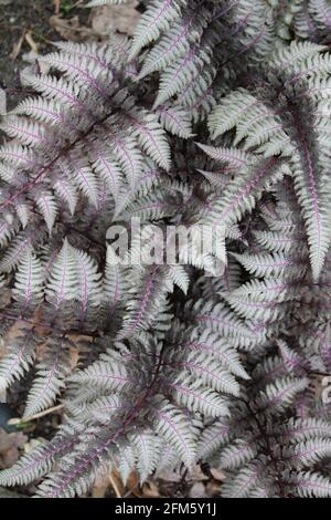A Cluster of Red Japanese Painted Ferns Stock Photo